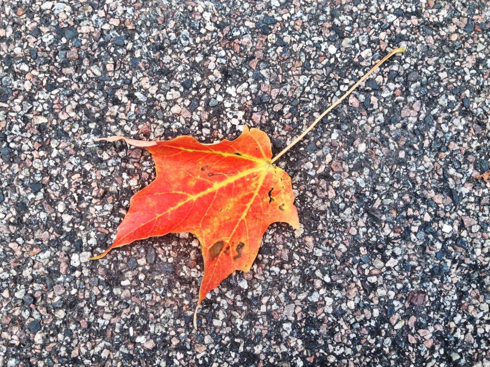 A brilliant orange and red leaf sitting on a tarmac surface