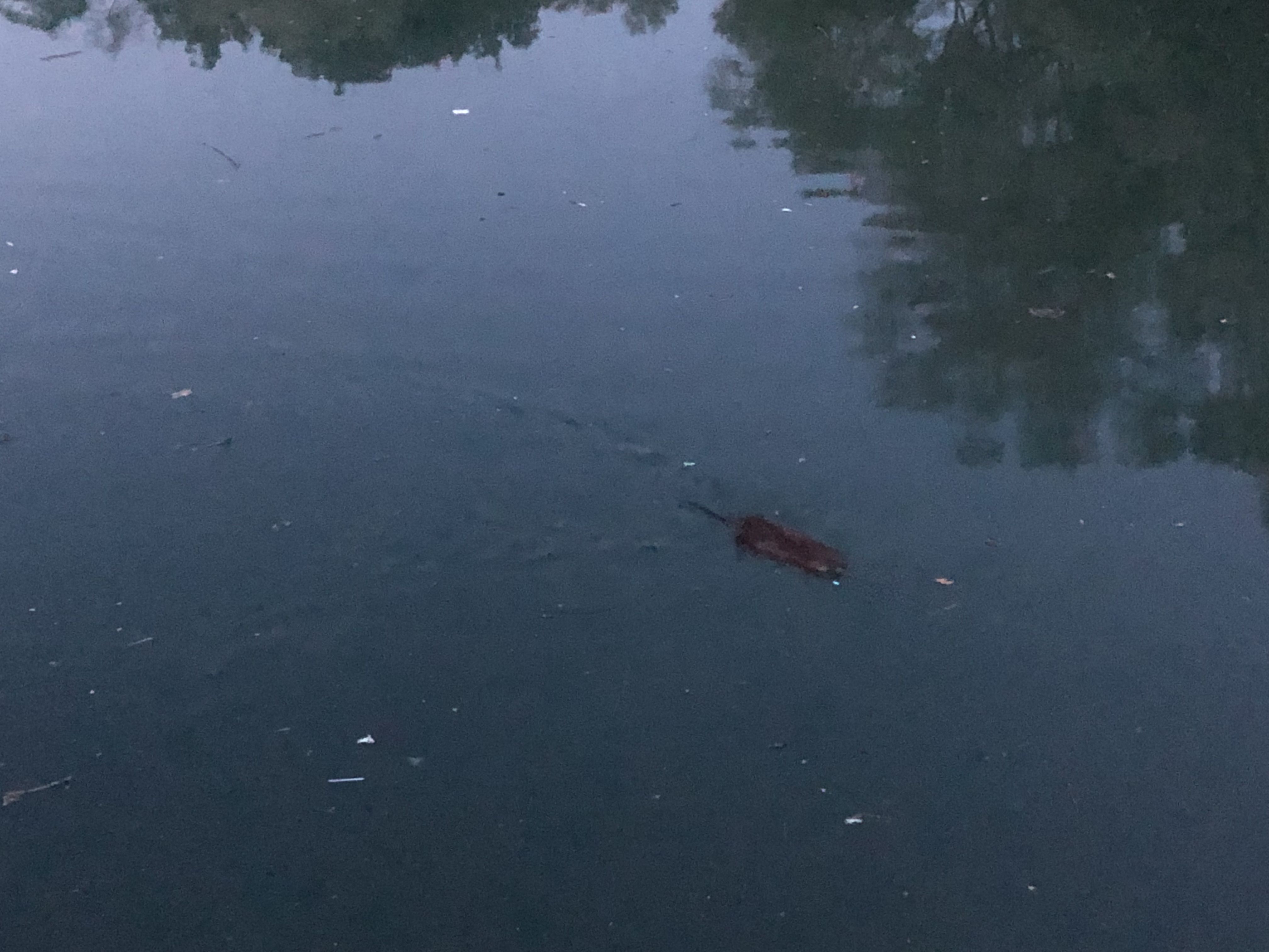 Small muskrat swimming 