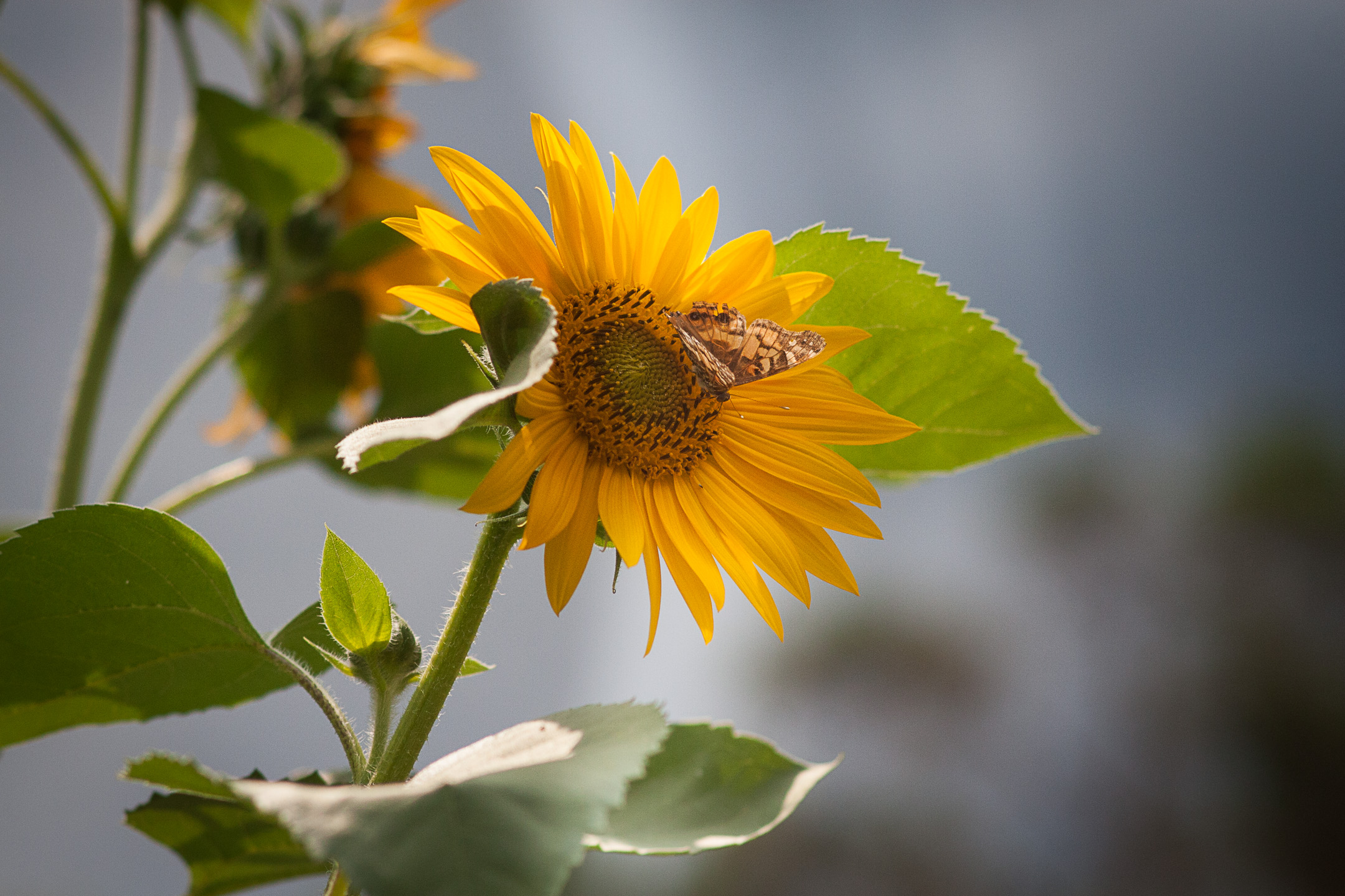 A butterfly on a sunflower